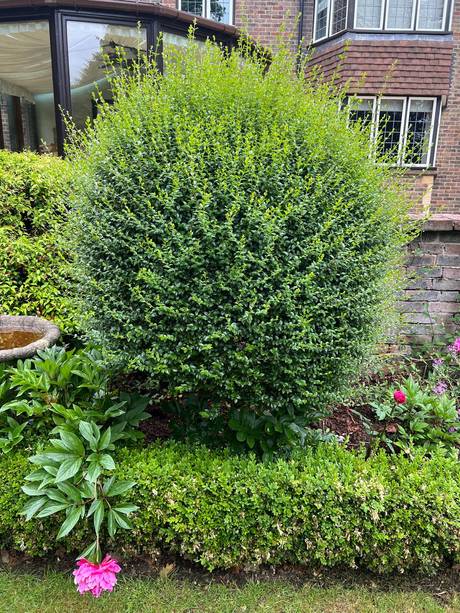 Rounded box topiary, finished